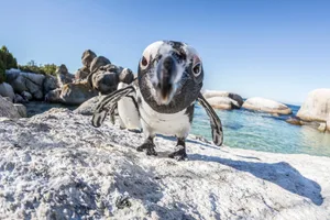 African penguins, wide angle portrait African penguins