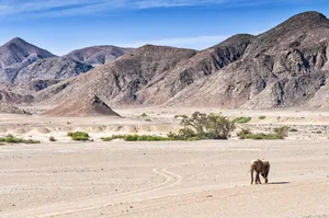 Desert elephants at the dried up Hoanib river, Namibia Astalor/ Getty Images
