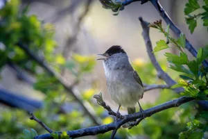 Blackcap male singing Blackcap male singing deep in bushes