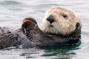 Southern (California) Sea Otter close-up Sea otter close up in Elkhorn Slough