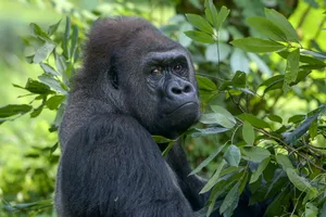 Pensive gorilla looking back among lush green jungle leaves Cavan Images/ DSlight_photography / Getty Images