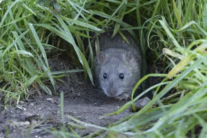 Brown rat (Rattus norvegicus) adult rodent animal emerging from a burrow hole in grassland, England, United Kingdom ImageBROKER/ Kevin Sawford/ Getty Images