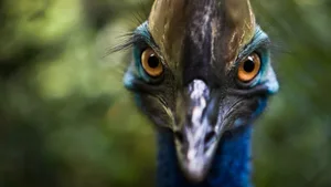 Southern Cassowary A cassowary roaming in a rainforest area.