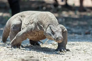 The Komodo dragon (Varanus komodoensis) Komodo dragon