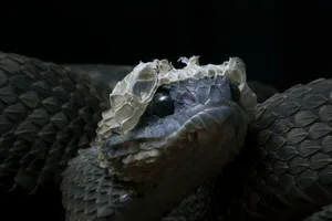 Bush Viper Snake Shedding it’s Skin Bush viper shedding its skin