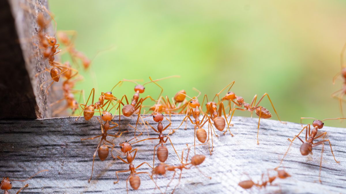 A swarm of red ants looking for food,photographed with macro. Credit: Nuoriginal2017