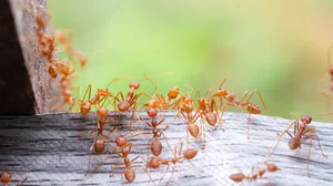 A swarm of red ants, photographed with a macro lens, taken at close range A swarm of red ants looking for food,photographed with macro. Credit: Nuoriginal2017