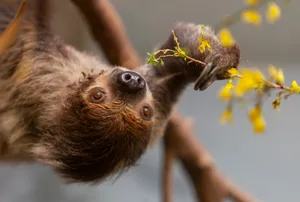 Linnaeus two-toed sloth (Choloepus didactylus) eats fresh flowers and branches in zoo Getty