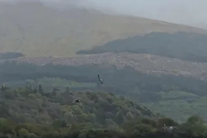 Peregrine hunting jay Peregrine hunting jay