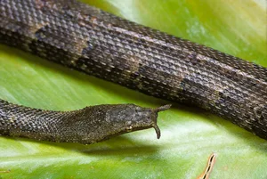 Erpeton tentaculatum (tentacled snake) tentacled snake