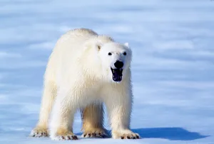 Polar Bear on the ice Side view of adult polar bear. Snowy ground and looking towards camera. It has yellowish fur which prevents to lost heat. It's mouth is open and canine can seen. It has small and round ears and big paws.