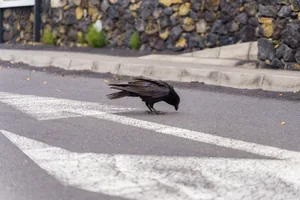 Are cleverer animals better at crossing roads Are cleverer animals better at crossing roads