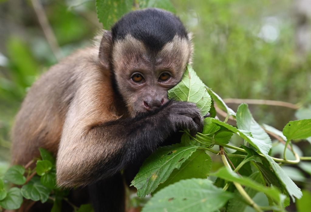"Before I had a chance to shout for help, a monkey jumped on my head and picked out the wasps in my hair one by one" - BBC Wildlife Magazine image