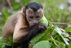 COLOMBIA-ANIMAL-CONSERVATION A Brown Capuchin (Sapajus apella), is seen at La Ñupana natural reserve, as part of its rehabilitation process in Agua Bonita, San Jose del Guaviare, Colombia, on June 2, 2023. The reserve is a family enterprise which seeks the conservation of Amazonian ecosystems, in a space of 56 hectares, eliminating livestock to make way for the forest, where wildlife victims of illegal trafficking are protected, rehabilitated and housed. (Photo by Raul ARBOLEDA / AFP) (Photo by RAUL ARBOLEDA/AFP via Getty Images)
