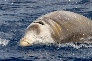 Rare Cuvier Goose Beaked whale dolphin Ziphius cavirostris Cuvier’s beaked whale
