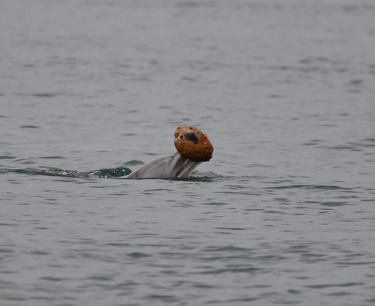 "I started screaming." Scientists were filming dolphins in Australia, when this happened - BBC Wildlife Magazine