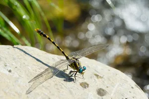 Dragonfly on a rock MamiEva/ Getty Images