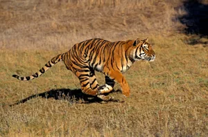 Bengal Tiger, panthera tigris tigris, Adult running Bengal Tiger, panthera tigris tigris, Adult running
Credit: slowmotiongli/ Getty