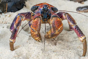 Giant Christmas Island Coconut Crab