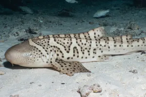(Mark Erdmann/Reshark) Bestie. (Mark Erdmann/Reshark) Bestie.