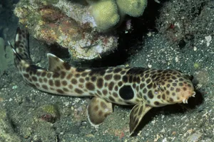 Walking shark Walking shark