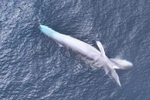 Omura’s whale Omura's whale