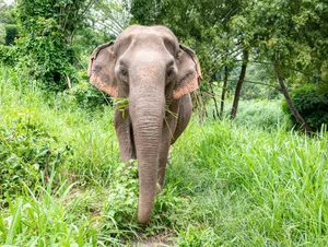 Elephant in lush landscape in Northern Thailand View of an Indian elephant (Elephas maximus indicus), a subspecies of the Asian elephant in Northern Thailand
