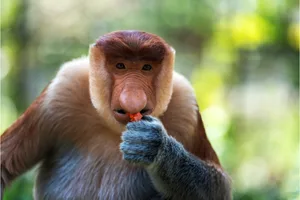 proboscis-closeup Closeup of a proboscis monkey eating fruit in Borneo.