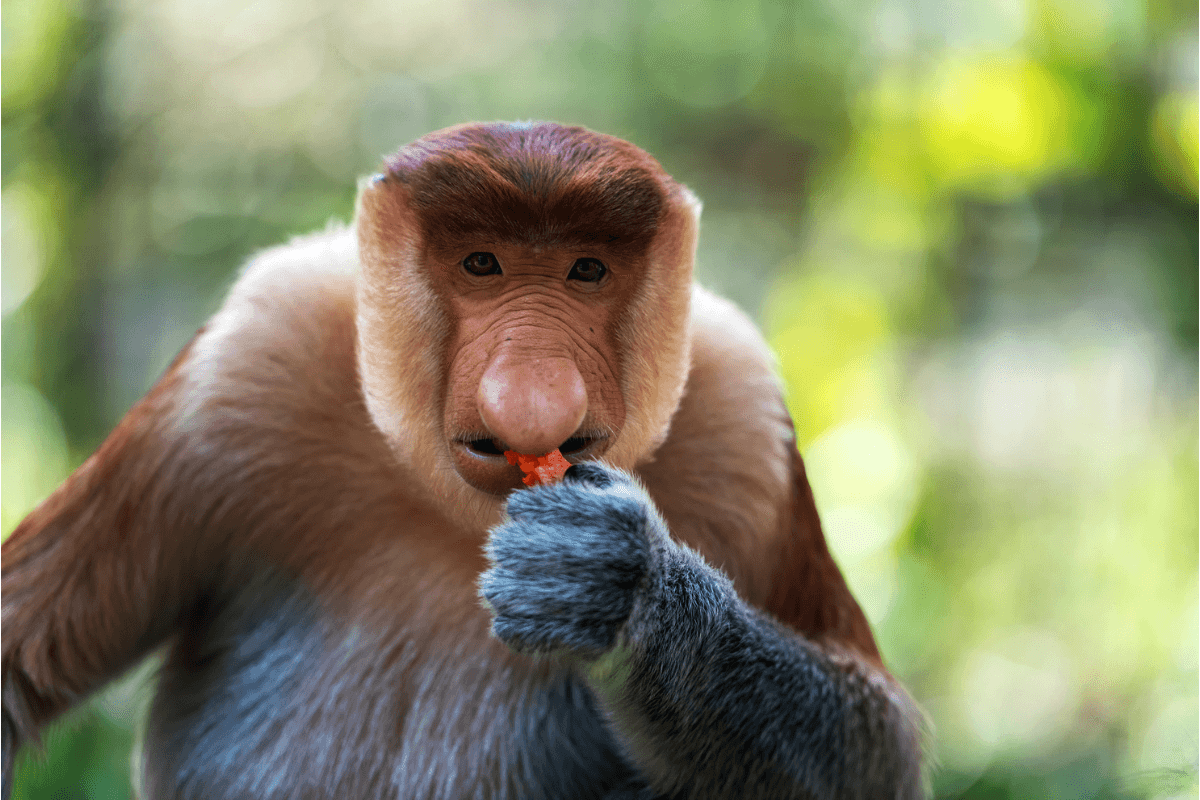 5 extraordinary animals you can see in Borneo – meet the world's smallest elephant and a venomous primate