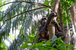 Mother and Baby Chimpanzee, wildlife shot, Gombe National Park, Tanzania A female Chimpanzee (Pan troglodytes) and her baby sitting on a tree. SHOT IN WILDLIFE in Gombe Stream National Park in Western Tanzania.