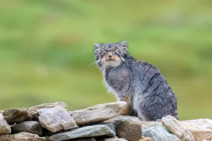 Pallas’s cat Pallas cat