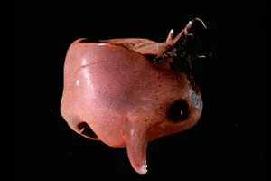 Vampire squid Vampire squid