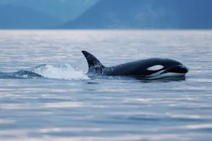 Orca, Vancouver Island Orca, Vancouver Island