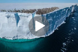 Penguins leap off ice shelf Penguin chicks jump off ice shelf