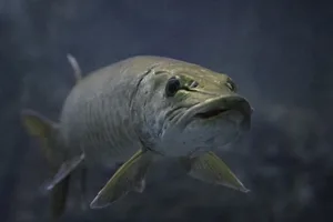 Underwater close-up portrait of Muskellunge pike fish Underwater close-up of a muskellunge (Esox masquinongy), a large freshwater fish native to North America