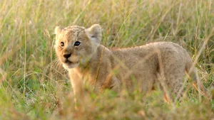 101_ChapterOne_APrinceIsBorn_Lion_UHD_87 Lion cub Kio from National Geographic's Lion