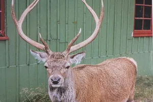 Stag resized