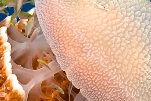 Crab on jellyfish Crab on jellyfish