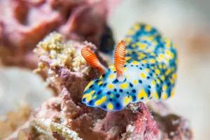 Hypselodoris infucata sea slug nudibranch Hypselodoris infucata is a species of colourful sea slug or dorid nudibranch, a marine gastropod mollusk in the family Chromodorididae. This species eats sponges