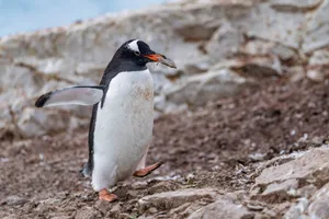 Gentoo penguin walking on rocky ground carrying stone for nesting at Neko Harbor, Antarctica, preparing for breeding season and new life Gentoo penguin transporting a small stone in its beak, walking across rocky terrain at Neko Harbor, Antarctica, using the material for building its nest during the breeding season. Credit: Eloi_Omella/Getty Images