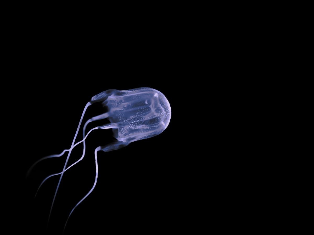 This predator uses its 24 eyes to help with transferring sperm packets during courtship. It could be lurking in the shallows near you