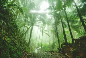 El Yunque National Rain Forest El Yunque National Rain Forest in tropical Puerto Rico, home to coqui tree frogs and ancient petryglyphs