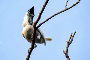 Bare throated bellbird Bare throated bellbird