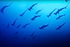 Hammerhead sharks, Mikomoto Island, Japan Hammerhead sharks, Mikomoto Island, Japan