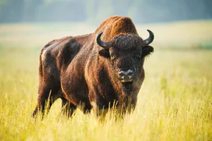 American bison A bison stands in a gras