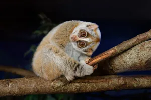 slow loris slow loris
