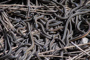 Spring Activity in the Snake Dens at Narcisse Garter snakes cluster together in the Narcisse Snake Dens as they emerge in spring, creating one of the regionâs most notable wildlife events. This close-up captures the movement and density of the snakes within the den.