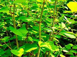 Japanese Knotweed invasive species with green leaves and stems Paul Gorvett/ Getty Images