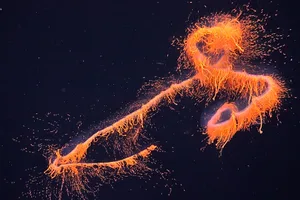 Galaxy siphonophore Galaxy siphonophore