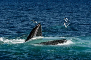Humpback whale feeding with seagulls A humpback whale emerges with its mouth wide open while feeding near seagulls at Stellwagen Bank National Marine Sanctuary, Massachusetts, USA.